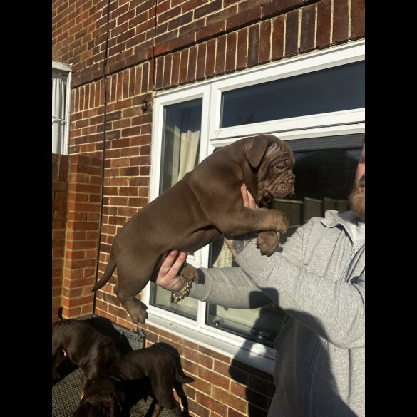 Dorset Olde Tyme Bulldogge - Both