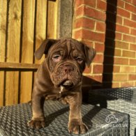 Dorset Olde Tyme Bulldogge - Both