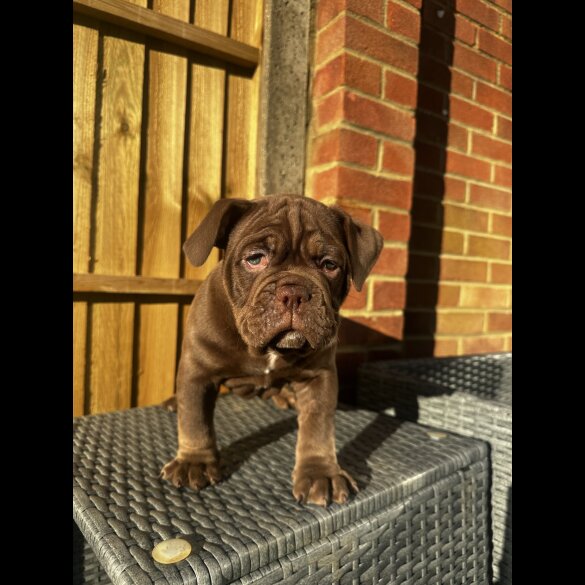 Dorset Olde Tyme Bulldogge - Both