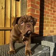 Dorset Olde Tyme Bulldogge - Both