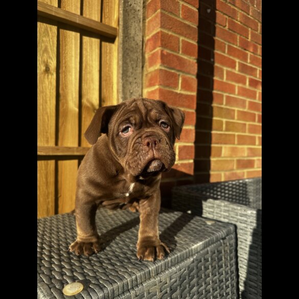 Dorset Olde Tyme Bulldogge - Both