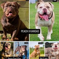 Dorset Olde Tyme Bulldogge - Both