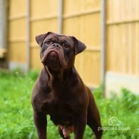 Dorset Olde Tyme Bulldogge - Both