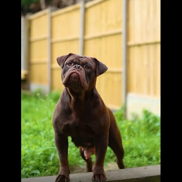 Dorset Olde Tyme Bulldogge - Both