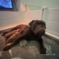 Dorset Olde Tyme Bulldogge - Both