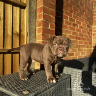 Dorset Olde Tyme Bulldogge - Both