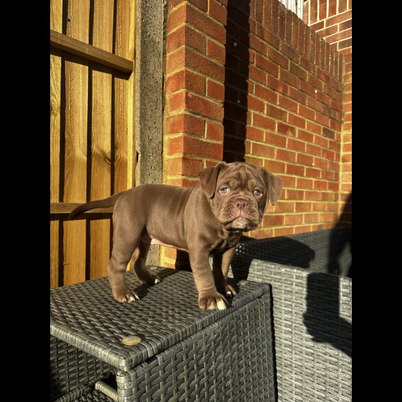 Dorset Olde Tyme Bulldogge - Both