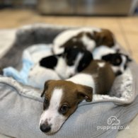 Parson Russell Terrier - Both