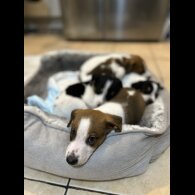 Parson Russell Terrier - Both