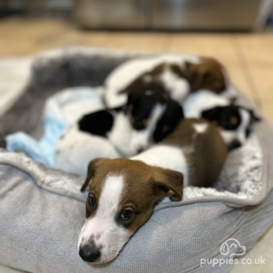 Parson Russell Terrier - Both