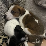 Parson Russell Terrier - Both