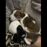 Parson Russell Terrier - Both