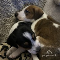 Parson Russell Terrier - Both