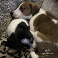 Parson Russell Terrier - Both