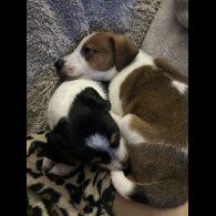 Parson Russell Terrier - Both