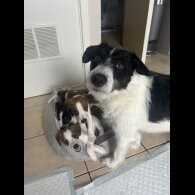 Parson Russell Terrier - Both