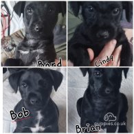 Patterdale Terrier - Both