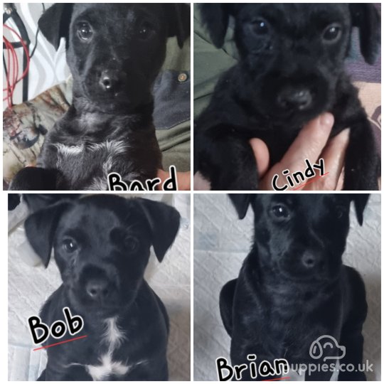 Patterdale Terrier - Bitches