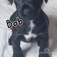 Patterdale Terrier - Both