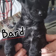 Patterdale Terrier - Both