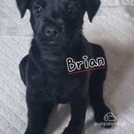 Patterdale Terrier - Both