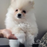 Pomeranian - Both