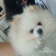 Pomeranian - Both