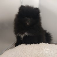 Pomeranian - Both