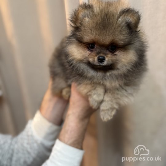 Pomeranian - Dogs