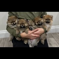 Pomeranian - Both