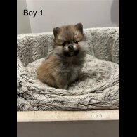 Pomeranian - Both