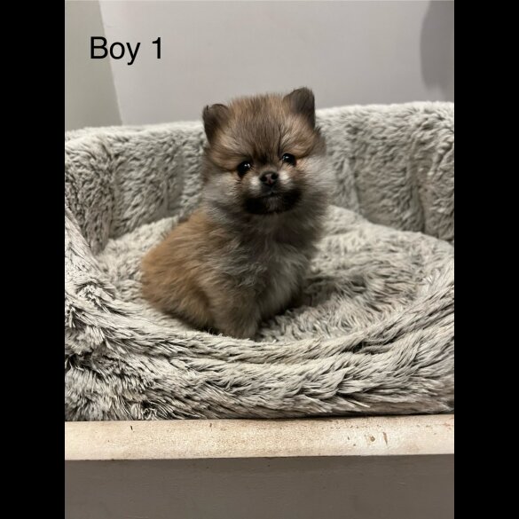 Pomeranian - Both