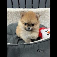 Pomeranian - Both