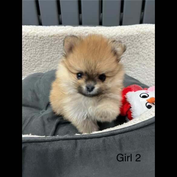 Pomeranian - Both