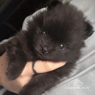 Pomeranian - Both