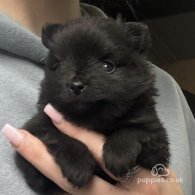 Pomeranian - Both