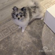 Pomeranian - Both