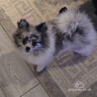 Pomeranian - Both