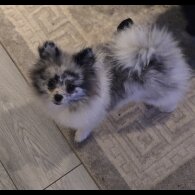 Pomeranian - Both