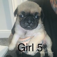 Pug - Bitches