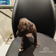 Staffordshire Bull Terrier - Both