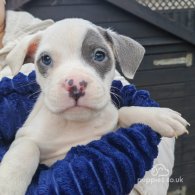 Staffordshire Bull Terrier - Both