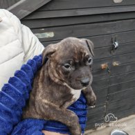 Staffordshire Bull Terrier - Both