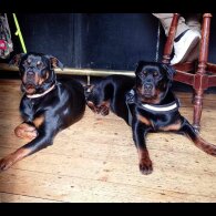 Rottweiler - Both