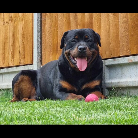 Rottweiler - Both