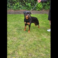 Rottweiler - Both