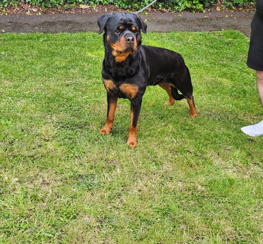 Rottweiler