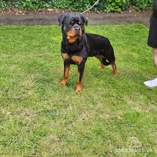 Rottweiler - Both