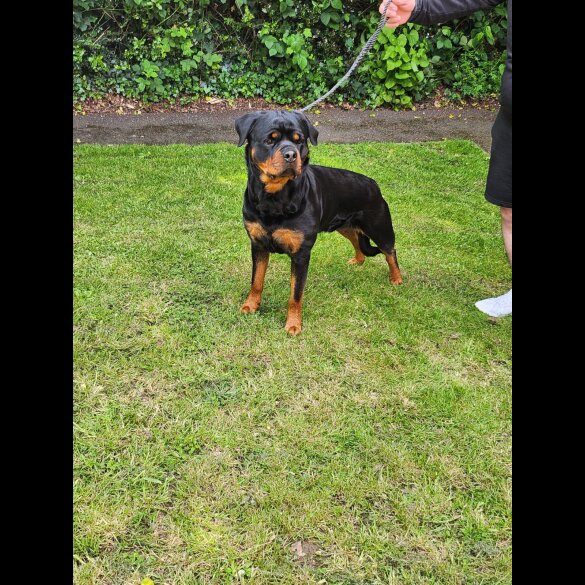 Rottweiler - Both