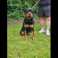 Rottweiler - Both